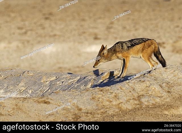 Black-backed jackal (Canis mesomelas) standing at the waterhole in the evening sun, Etosha National Park, Namibia, Africa