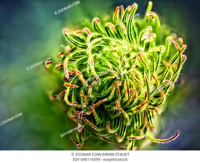 macro of an organic looking plant