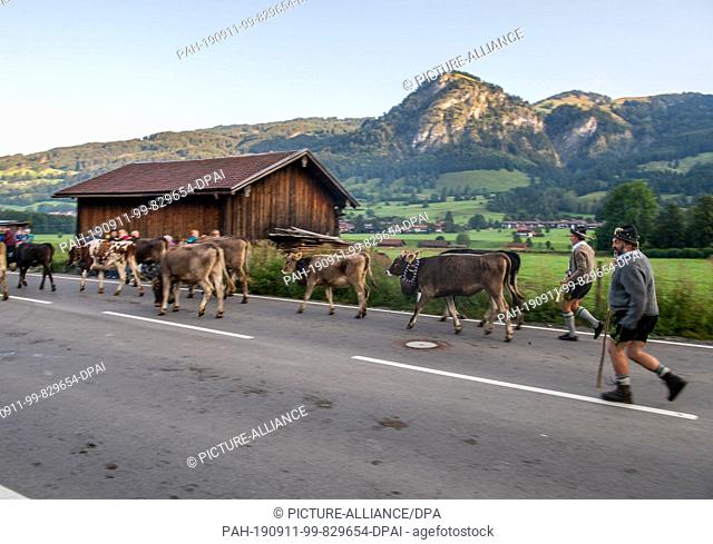 11 September 2019, Bavaria, Bad Hindelang: Cattle drovers in traditional clothing run after cows on a country road. At the cattle shelter in Bad Hindelang