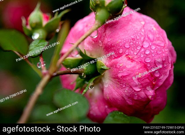 27 October 2023, Lower Saxony, Oldenburg: Fine raindrops cover a blooming rose in a front garden. Photo: Hauke-Christian Dittrich/dpa