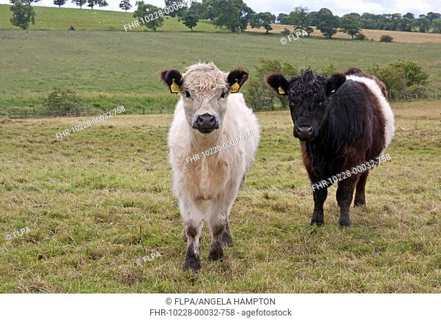 Domestic Cattle, White Galloway and Belted Galloway calves, standing in pasture, Great Whittington, Northumberland, England, July