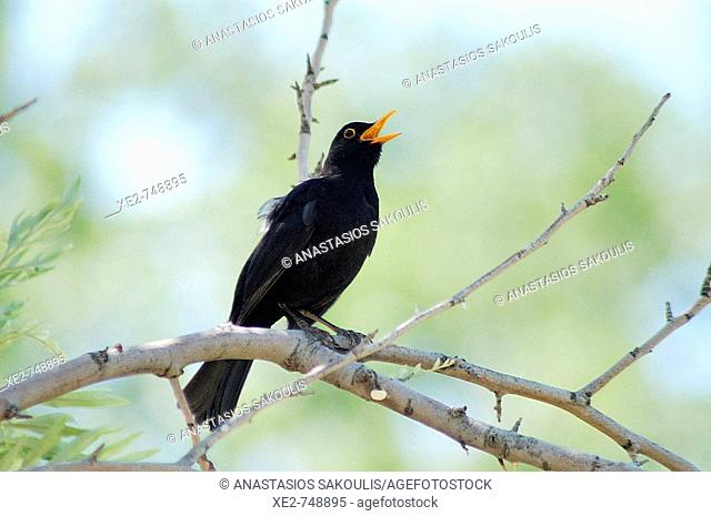 A singing male Blackbird (Turdus merula)