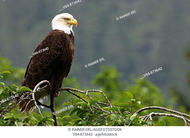 Weißkopfseeadler / Bald Eagle / Haliaeetus leucocephalus