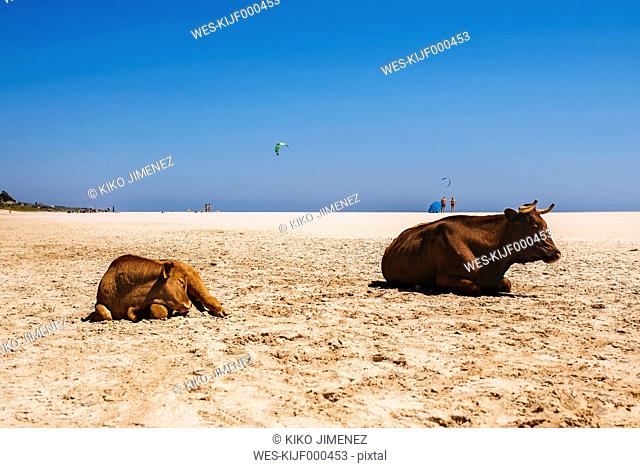Spain, Andalusia, Tarifa, Cow and calf race retinta lying on the beach of Bologna