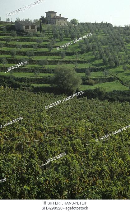 Vineyard of Rocca di Castagnoli Estate, Gaiole, Tuscany Not available in CH