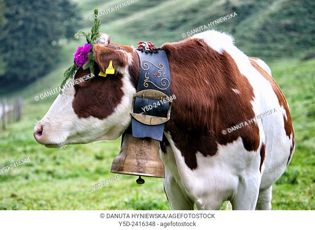 portrait of Swiss cow decorated with flowers and huge bell, desalpes ceremony - cows coming back from high pastures for the winter, Charmey, Fribourg canton