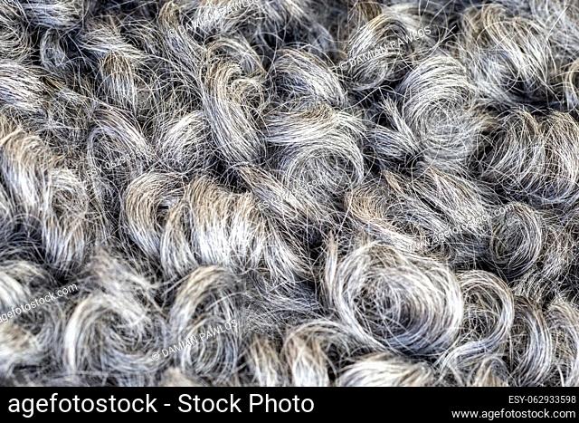 Gotland sheep. Wooly skin. Natural fur texture. Curly hair of farm animal