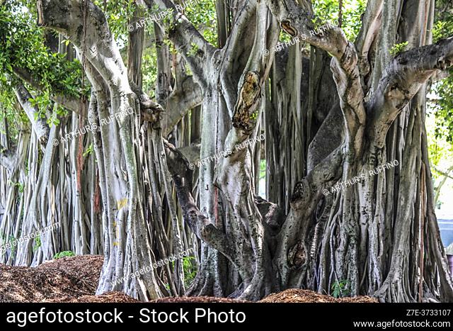 Detail of Ficus trees (Ficus aurea) in South Florida, U. S. A. , North America