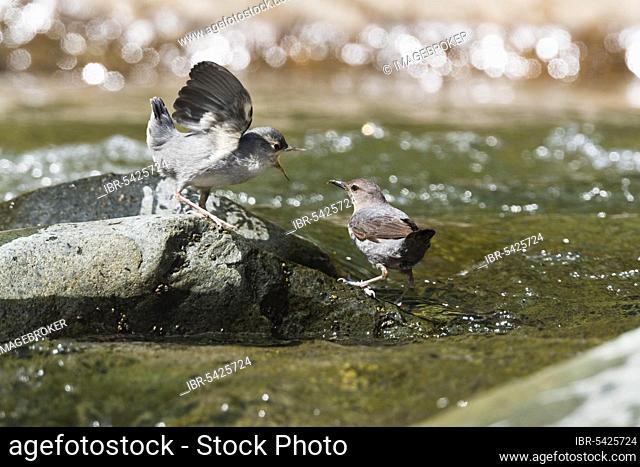 American White-throated Dipper (Cinclus mexicanus) with young bird, Tapanti National Park, Grey Dipper, Costa Rica, Central America