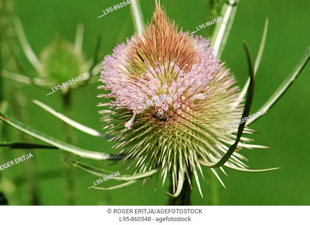 The Wild Teasel is a biennial plant of the Dipsacaceae usually found near streams  Lleida, Spain