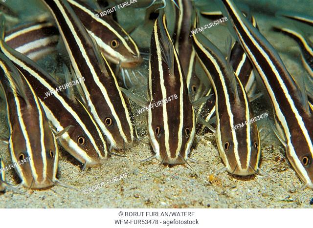 Striped Eel Catfish, Plotosus lineatus, Puerto Galera, Mindoro Island, Philippines