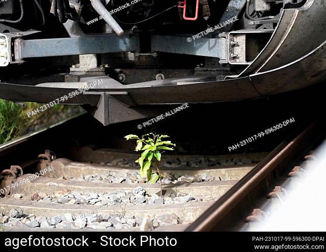 17 October 2023, Hamburg: A small cherry tree grows out of the track bed in area B on track 14 at Hamburg Central Station
