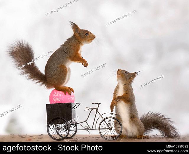 red squirrel on an balloon and cycle