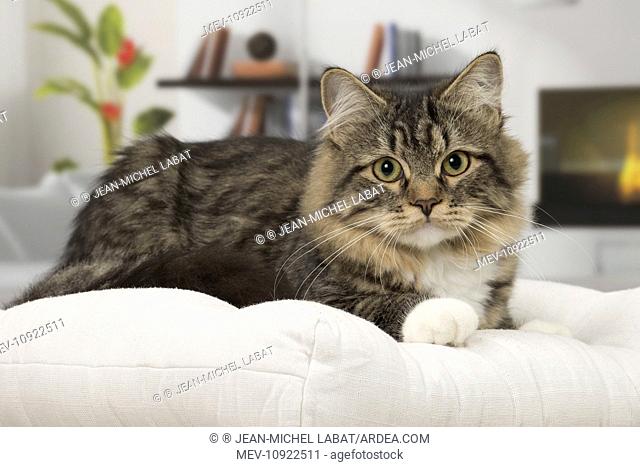Cat - Siberian - 7 months old