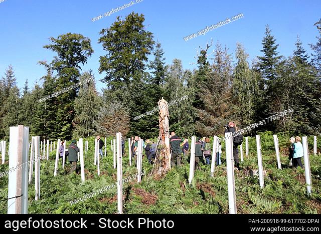 18 September 2020, Mecklenburg-Western Pomerania, Torfbrücke: Participants of the traditional forest walk of the City Forestry Office stand in the area of the...