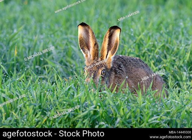 European hare (Lepus europaeus) in a grain field, April, spring, Hesse, Germany