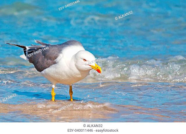 seagull with wet beak on the foreshore