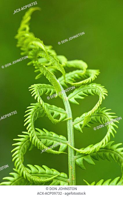 Cinnamon fern's fertile spore-bearing fronds are erect and shorter, 20-45 cm tall, they become cinnamon-colored, which gives the species its name