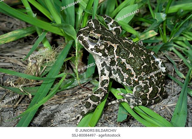 AUT, 2010: European Green Toad (Bufo viridis) on soil near grass