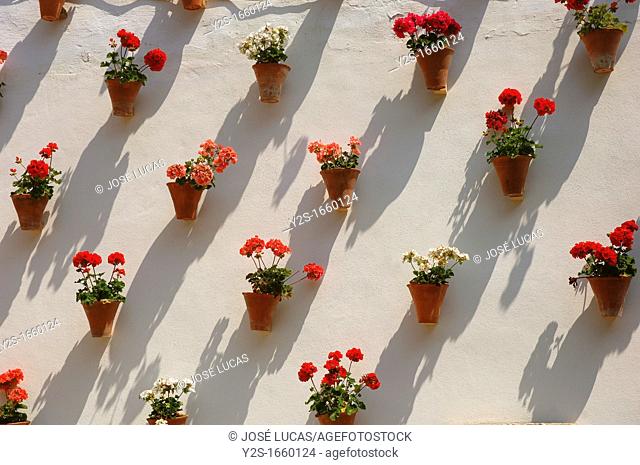 Zoco, Flowerpots in typical courtyard, Cordoba, Region of Andalusia, Spain, Europe