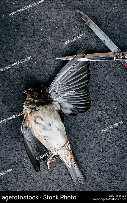 Dead bird with scissors in spread wing