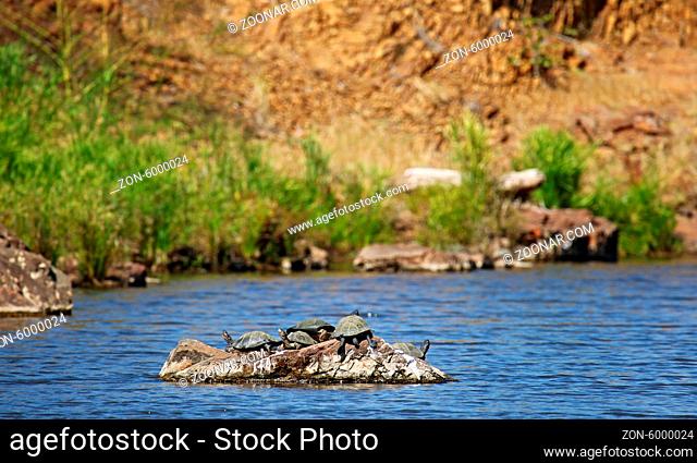 Flusslandschaft mit Schildkröten im Kruger Nationalpark, Südafrika, landscape with turtles at Kruger National Park, South Africa