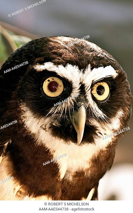 Spectacled Owl (Pulsatrix perspicillata), close-up face, Stoneham, Massachusetts