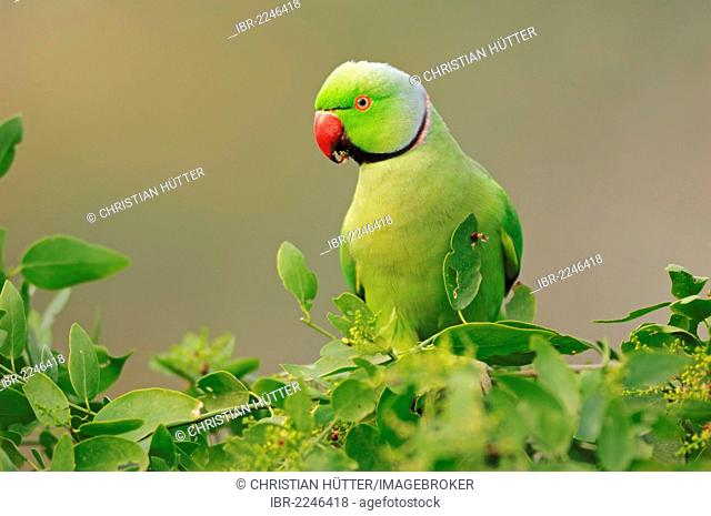 Indian Ring-necked Parakeet or Rose-ringed Parakeet (Psittacula krameri manillensis), male, Keoladeo Ghana National Park, Rajasthan, India, Asia