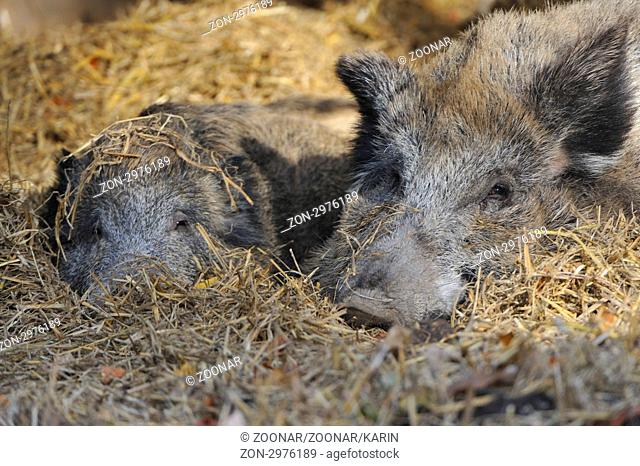 Wild boars in the fall with an afternoon siesta. Wildschweine im Herbst bei einer Siesta