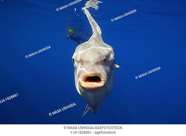 ocean sunfish, Mola mola, and snorkeler with underwater video camera, off San Diego, California, USA, East Paficic Ocean, Model Released MR-000088