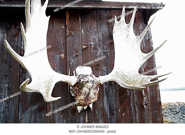 Antlers on wooden house