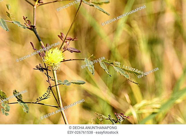 Sensitive plant flower on the nature background