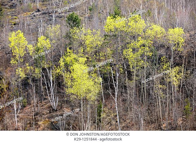 Early spring aspen woodlands from high viewpoint. Ontario. Canada