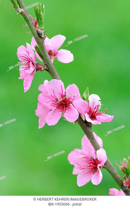 Twig with Peach blossoms (Prunus persica)