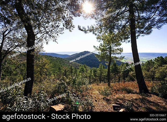 Conifers, oaks, cistus and Morra hill on a sunny winter morning at Toledo' s Hills. Spain. Europe