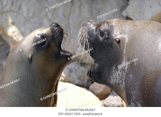 Two Portraits of South American sea lions or Patagonian sea lion (Otaria flavescens, formerly Otaria byronia), male and female open mouth