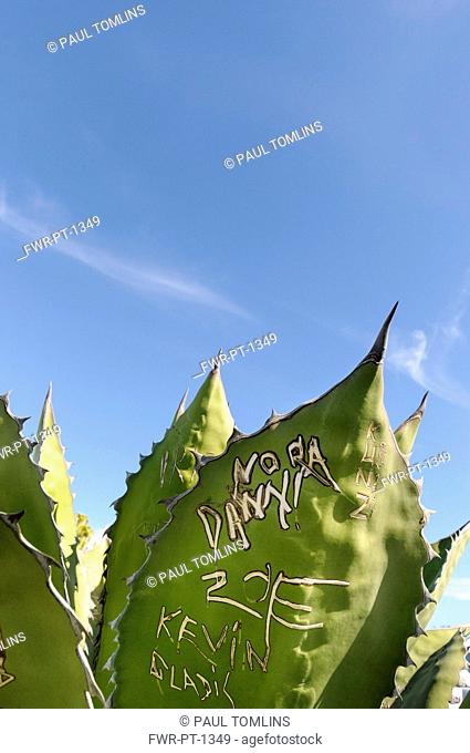Agave, Giant agave, Agave salmiana, Close view of grafitti scratched into the fleshy leaf