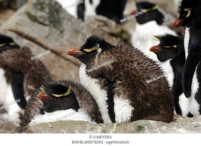 rockhopper penguin Eudyptes chrysocome, young animals on a rock, Antarctica, Falkland Island