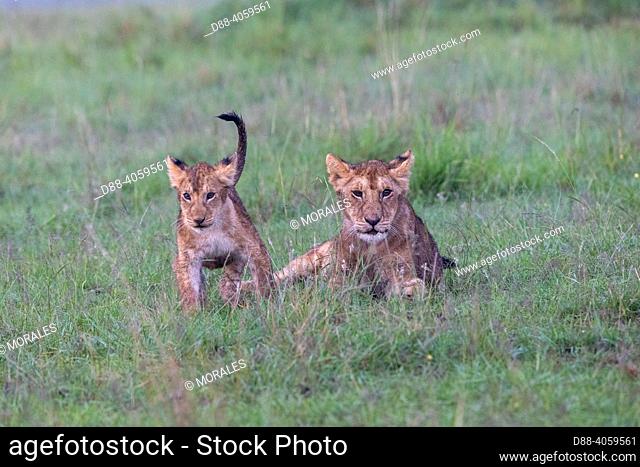 Africa, East Africa, Kenya, Masai Mara National Reserve, National Park, Young Lion (Panthera leo), Playing
