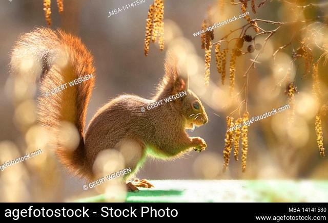 red squirrel is standing beneath flower aspen branches