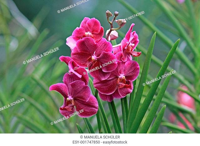 Vanda, Orchid