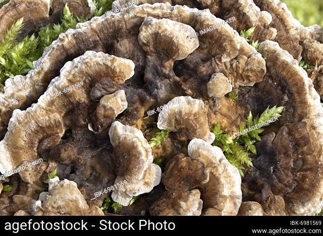 Tree fungus on root trunk, Germany, Europe