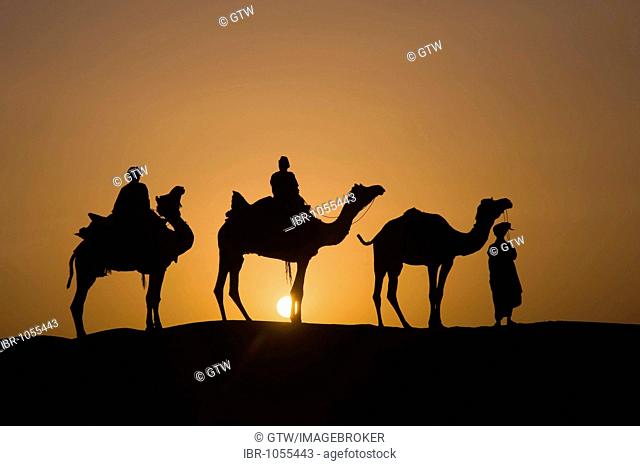 Camels at sunset in the Thar desert, Rajasthan, India, South Asia