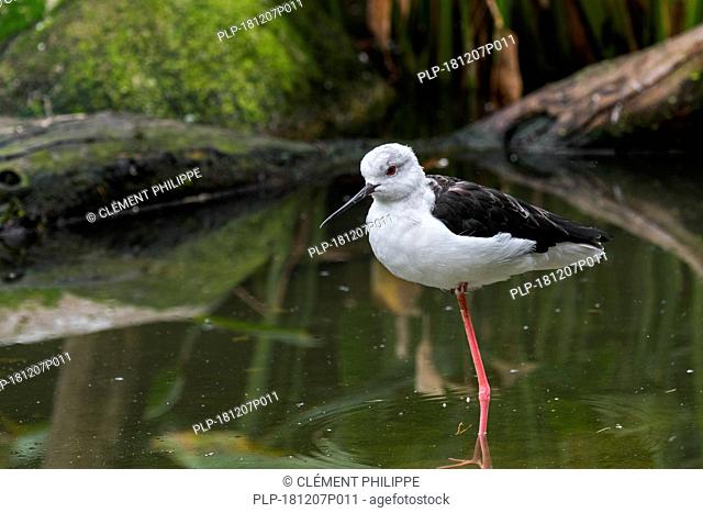 Black-winged stilt (Himantopus himantopus / Charadrius himantopus) resting on one leg in shallow water of pond