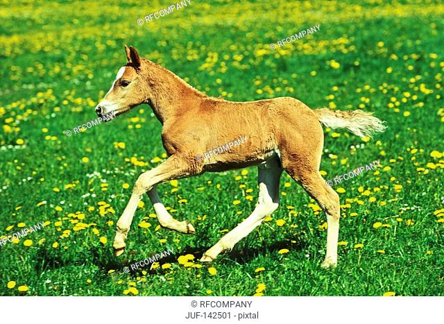 4 weeks old Haflinger horse colt foal