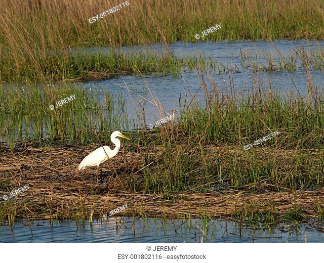 White Egret - Horizontal