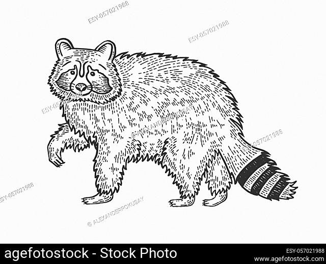 Cartoon raccoon and wolf dressed in bow tie. Funny hand drawn animal  hipsters vector illustration, Stock Vector, Vector And Low Budget Royalty  Free Image. Pic. ESY-056481386 | agefotostock