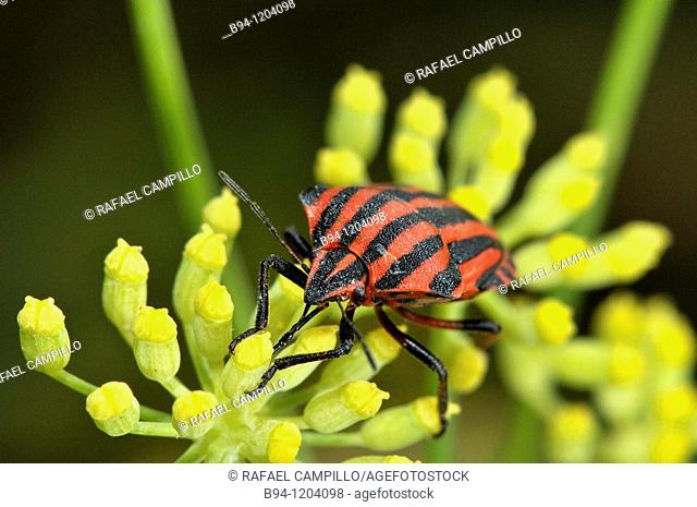 Striped shield bug (Graphosoma lineatum, fam. Pentatomidae). Osseja, Languedoc-Roussillon, Pyrenees Orientales, France