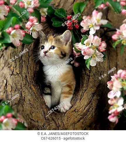 Kitten & Apple Blossom