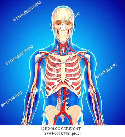 Upper body anatomy, computer artwork